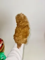 Cookie Butter Baby , a male Poodle - Toy  for sale in Houston, TX – Photo 9 of 10