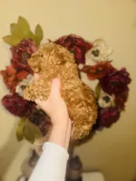Cookie Butter Baby , a male Poodle - Toy  for sale in Houston, TX – Photo 7 of 10