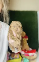 Cookie Butter Baby , a male Poodle - Toy  for sale in Houston, TX – Photo 2 of 10