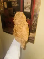 Cookie Butter Baby , a male Poodle - Toy  for sale in Houston, TX – Photo 10 of 10