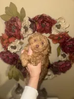 Cookie Butter Baby , a male Poodle - Toy  for sale in Houston, TX – Photo 8 of 10