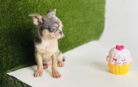REY Rain Drop blue merle blue eye, a female Chihuahua for sale in Houston, TX – 6 of 10