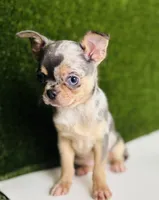 REY Rain Drop blue merle blue eye, a female Chihuahua for sale in Houston, TX – 2 of 10