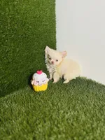 Teacup Tiny sz. Cloud NINE pics 10/27/26., a male Chihuahua for sale in Houston, TX – 7 of 9