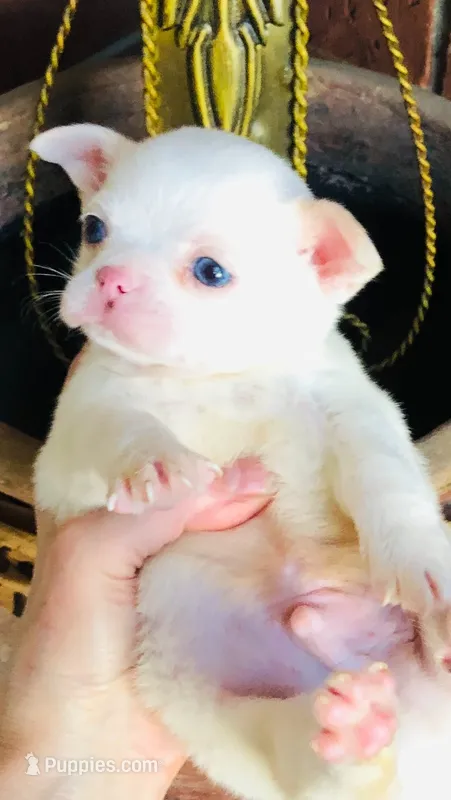 Qifrey  – Chihuahua puppy for sale in Houston, TX