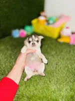 AKC PEBBLES, a female Chihuahua for sale in Houston, TX – 6 of 10