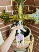 Teacup Rain Drop , a female Chihuahua for sale in Houston, TX – 7 of 10