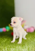 Blue eyed Remington REMI  , a male Chihuahua for sale in Houston, TX – 2 of 8