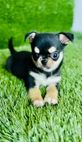 Crush , a male Chihuahua for sale in Houston, TX – 5 of 10