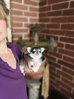 Blue Berry Puptart, a male Chihuahua for sale in Houston, TX – 6 of 10