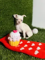 Rhiannon HOLD   Vanilla Bean, a female Chihuahua for sale in Houston, TX – 3 of 10