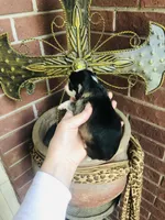 Birkin , a female Chihuahua for sale in Houston, TX – Photo 10 of 10