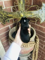 Birkin , a female Chihuahua for sale in Houston, TX – Photo 7 of 10