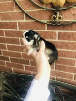 Birkin , a female Chihuahua for sale in Houston, TX – Photo 3 of 10