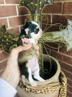 Birkin , a female Chihuahua for sale in Houston, TX – Photo 5 of 10