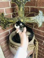 Birkin , a female Chihuahua for sale in Houston, TX – Photo 6 of 10