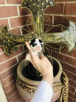 Birkin , a female Chihuahua for sale in Houston, TX – Photo 2 of 10