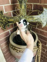 Birkin , a female Chihuahua for sale in Houston, TX – Photo 4 of 10