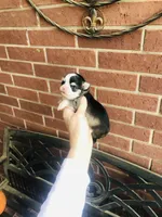 Birkin , a female Chihuahua for sale in Houston, TX – Photo 1 of 10