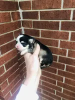 Birkin , a female Chihuahua for sale in Houston, TX – Photo 8 of 10