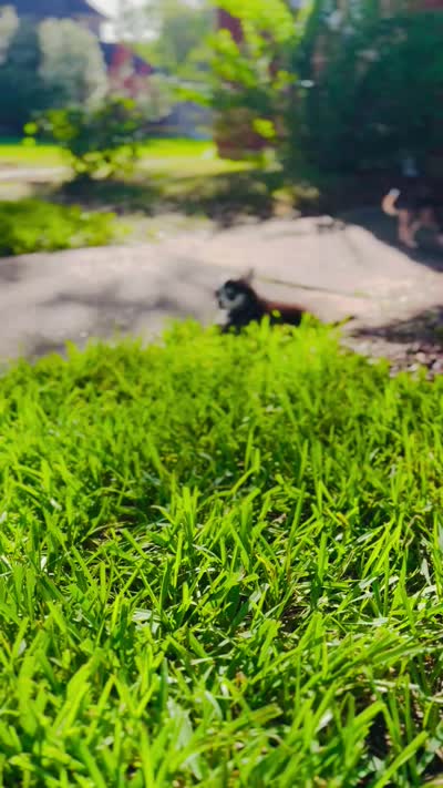 Birkin , a female Chihuahua for sale in Houston, TX – 10 of 10