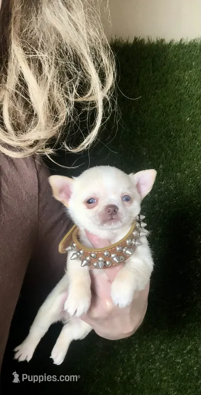 Kilo  – Chihuahua puppy for sale in Houston, TX