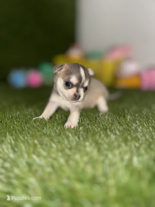 AKC PEBBLES – Chihuahua puppy for sale in Houston, TX