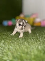 AKC PEBBLES, a female Chihuahua for sale in Houston, TX – 1 of 10