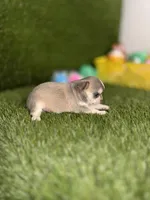 AKC PEBBLES, a female Chihuahua for sale in Houston, TX – 3 of 10