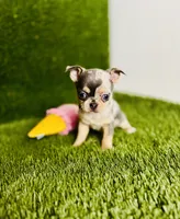 Bubbles blue merle blue eye, a female Chihuahua for sale in Houston, TX – 2 of 10