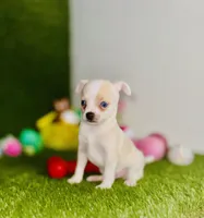 Blue eyed Remington REMI  , a male Chihuahua for sale in Houston, TX – 7 of 8