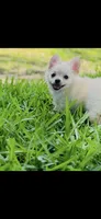 Biscuit , a male Chihuahua for sale in Houston, TX – 4 of 10