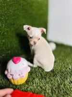 Rhiannon HOLD   Vanilla Bean, a female Chihuahua for sale in Houston, TX – 8 of 10