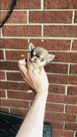 Xxsmall Micro Pocket Chicklet, a female Chihuahua for sale in Houston, TX – Photo 9 of 10