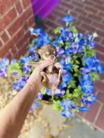 Xxsmall Micro Pocket Chica, a female Chihuahua for sale in Houston, TX – Photo 10 of 10