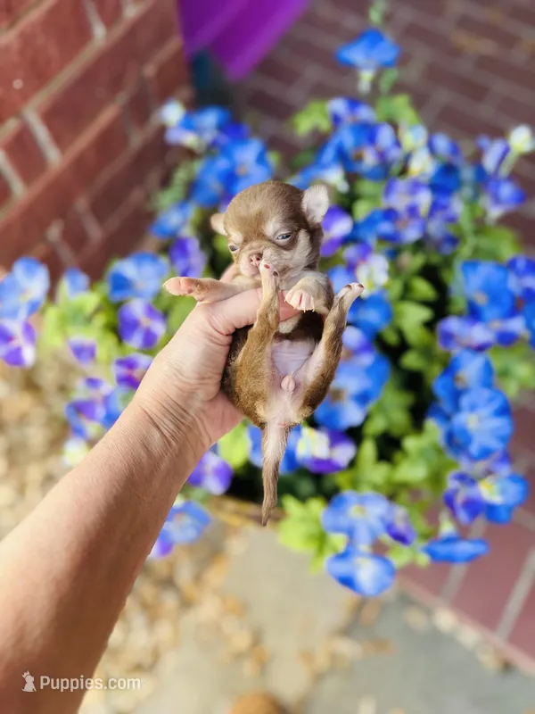 Xxsmall Micro Pocket Chica – Chihuahua puppy for sale in Houston, TX