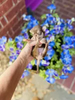 Xxsmall Micro Pocket Chica, a female Chihuahua for sale in Houston, TX – Photo 1 of 10