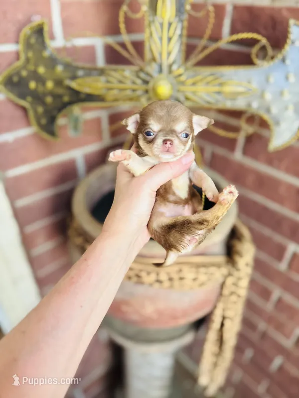 Xxsmall Micro Pocket Chica – Chihuahua puppy on hold in Houston, TX