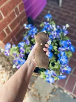 Xxsmall Micro Pocket Chica, a female Chihuahua for sale in Houston, TX – Photo 5 of 10