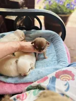 Xxsmall Micro Pocket Chica, a female Chihuahua for sale in Houston, TX – Photo 4 of 10