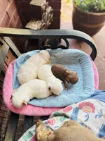 Xxsmall Micro Pocket Chica, a female Chihuahua for sale in Houston, TX – Photo 6 of 10