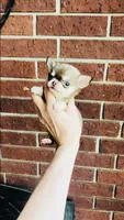 Xxsmall Micro Pocket Chicklet, a female Chihuahua for sale in Houston, TX – Photo 8 of 10