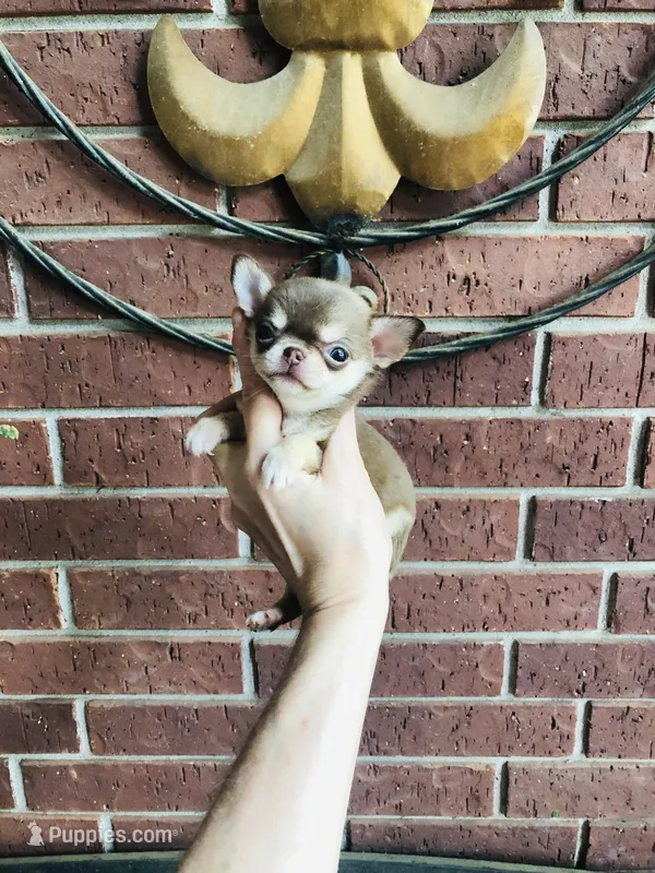 Xxsmall Micro Pocket Chica – Chihuahua puppy for sale in Houston, TX