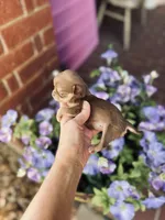 Xxsmall Micro Pocket Chica, a female Chihuahua for sale in Houston, TX – Photo 3 of 10
