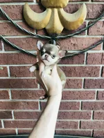 Xxsmall Micro Pocket Chicklet, a female Chihuahua for sale in Houston, TX – Photo 10 of 10