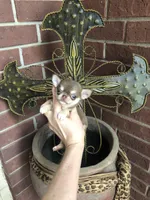 Xxsmall Micro Pocket Chicklet, a female Chihuahua for sale in Houston, TX – Photo 5 of 10