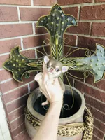 Xxsmall Micro Pocket Chicklet, a female Chihuahua for sale in Houston, TX – Photo 2 of 10