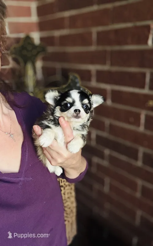 Birkin  – Chihuahua puppy for sale in Houston, TX
