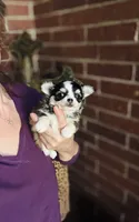 Birkin , a female Chihuahua for sale in Houston, TX – 1 of 10