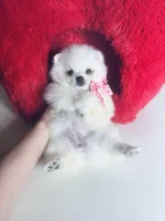 Snow White, a female Pomeranian for sale in Houston, TX – Photo 7 of 10